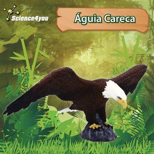 E-Book Águia careca