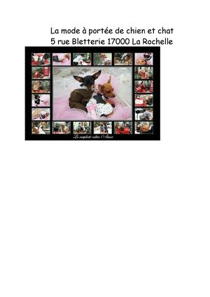 la mode à portée de chien et de chat 5 rue Bletterie 17 rochelle