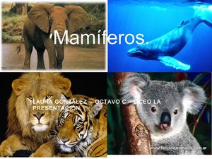 Los mamíferos.
