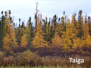 Taiga Ecología YOLO