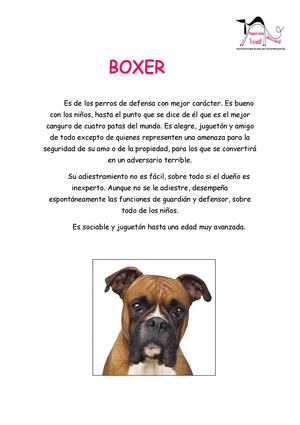 boxer pdf