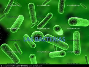 las bacterias