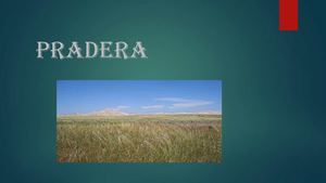PRADERA