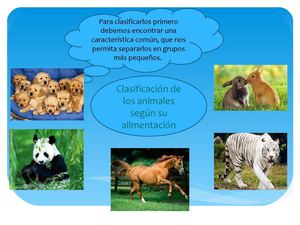 Clasificación de los animales
