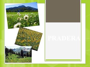 PRADERA