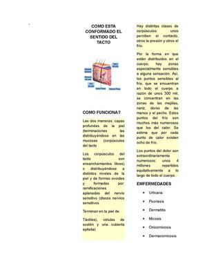 Como está formado el sentido del tacto.