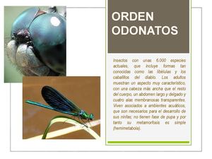 Odonatos 