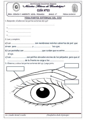 LAS PARTES EXTERNAS DEL OJO