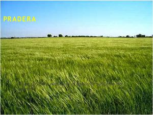 PRADERA