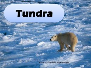 tundra