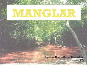 Bioma Manglar