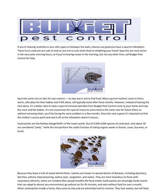 Budget Pest Control Bed Bugs Denver