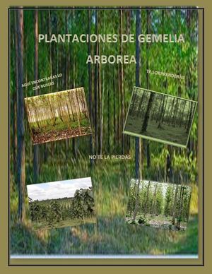 plantaciones de gmelia arborea