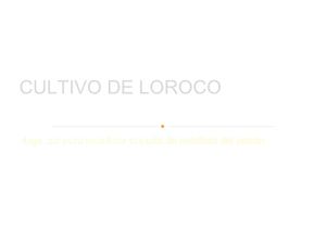CULTIVO DE LOROCO