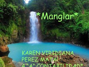 manglar