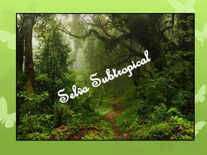 Selva subtropical