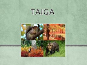 Taiga