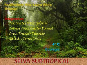 Selva subtropical