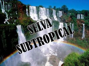 Selva subtropical