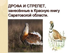 Красная книга Саратовской области. Дрофа