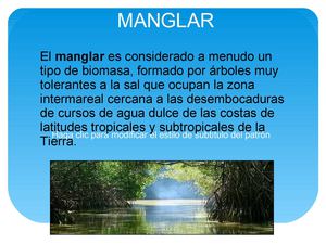 manglar
