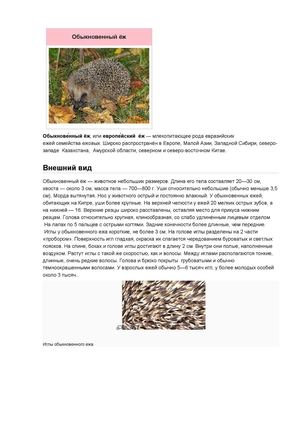 Обыкновенный еж