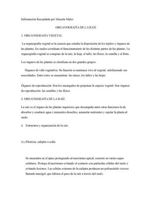 Botánica General-Organografía de la raíz