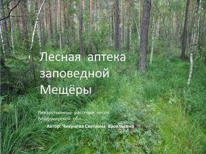 Лекарственные  растения Мещёры