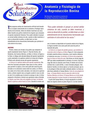 anatomía y fisiología de bovino