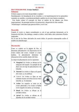 FRUTO Y SEMILLA