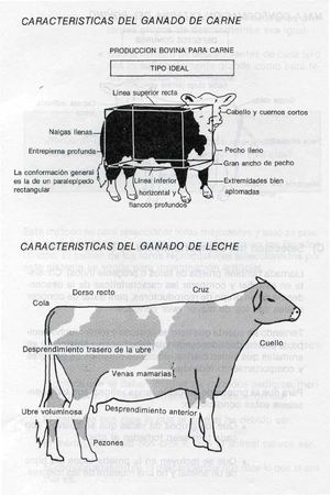 Caracteristicas del ganado