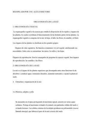 ORGANOGRAFIA DE LA RAIZ Y DEL TALLO