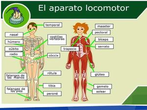 El aparato locomotor - Jaouad 5º