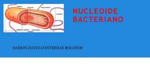Nucleoide Bacteriano