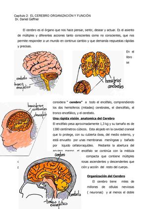 LAS PARTES DEL CEREBRO