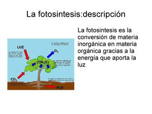 La Fotosintesis