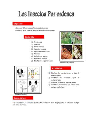 Insectos por ordenes