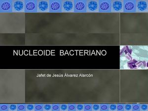 nucleoide bacteriano
