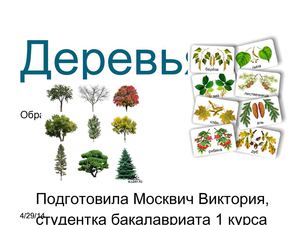 Презентация на тему деревья для дошкольников