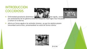 Coccidiosis