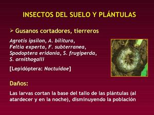 insectos plagas
