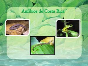 Anfibios de Costa Rica