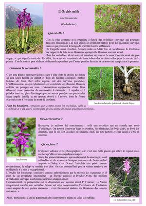 L'Orchis mâle