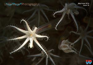 Underwater Photography May/June 2014