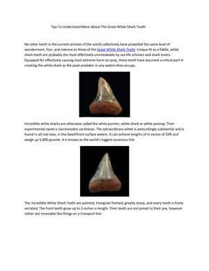 Tips To Understand More About The Great White Shark Tooth