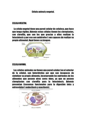 celula animal y vegetal