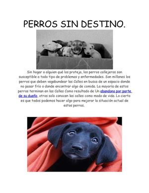 perros callejeros