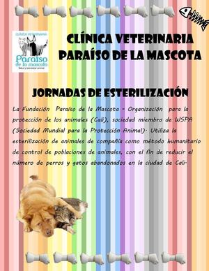 Jornadas de estelirización-Cali