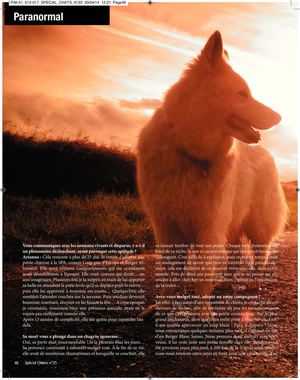 Article : Réincarnation animaux