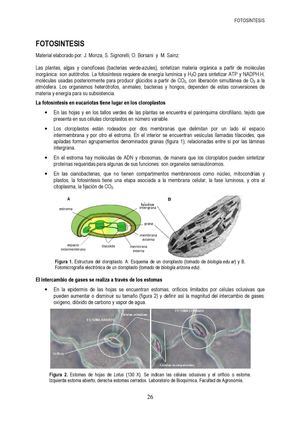 ejemplo fotosisntes 3 tic